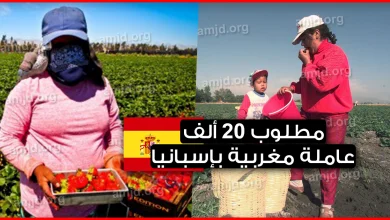 عقود العمل الموسمية في اسبانيا 2019.. مطلوب 20 ألف عاملة مغربية لجني الفراولة بمنطقة أندلوسيا