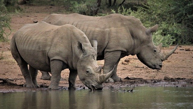 أفضل الدول السياحية للعوائل الصورة وحيد القرن في محميات جنوب افريقيا