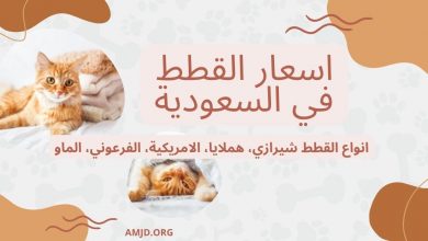 اسعار القطط في السعودية + انواع القطط شيرازي، هملايا، الامريكية، الفرعوني، الماو ...