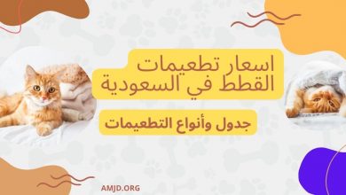 اسعار تطعيمات القطط في السعودية + جدول وأنواع التطعيمات