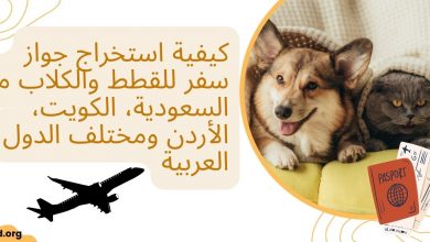 كيفية-استخراج-جواز-سفر-للقطط-والكلاب-من-مختلف-الدول-العربية